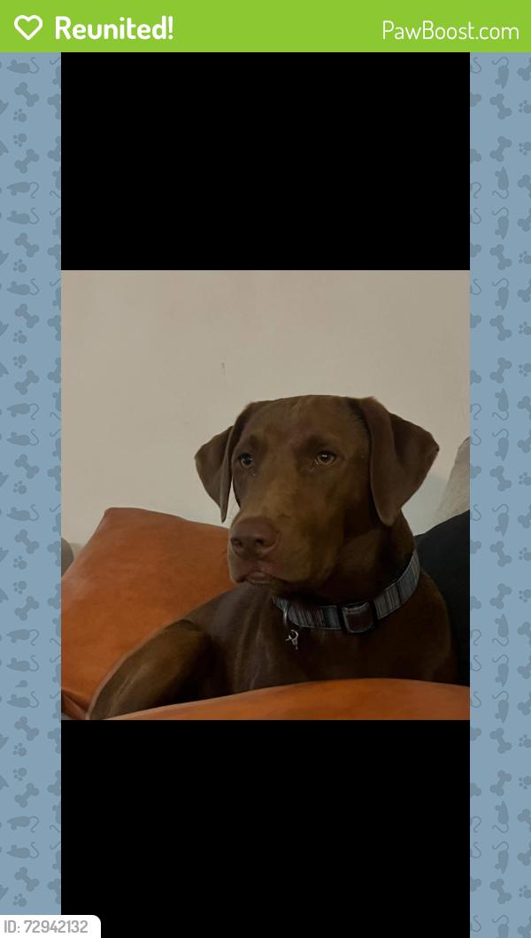 Reunited Female Dog last seen Spruce, Port Orange, FL 32127