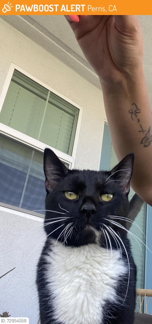 Found/Stray Male Cat last seen Barret, Perris, CA 92571