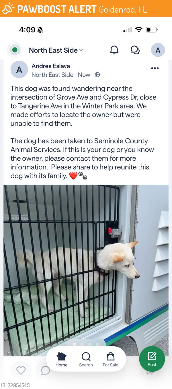 Found/Stray Female Dog last seen Cypress dr, Goldenrod, FL 32792