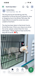 Found/Stray Female Dog last seen Cypress dr, Goldenrod, FL 32792