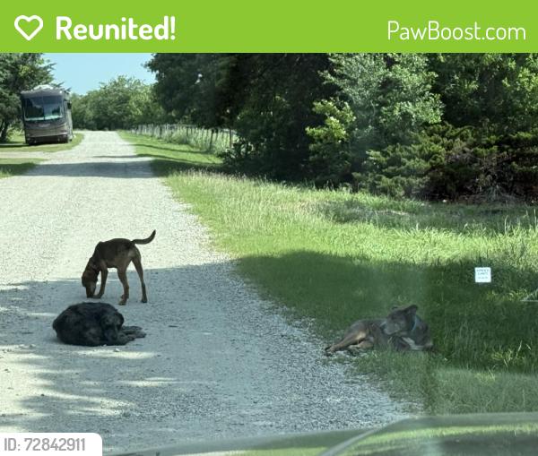 Reunited Male Dog last seen Bloomdale Rd and Country Rd 123, McKinney, TX 75071