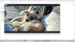 Reunited Female Dog last seen Monterey Sports Center, Monterey, CA 93940