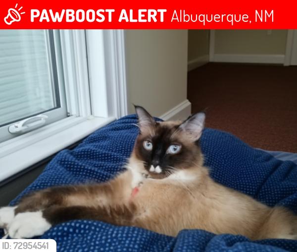 Lost Male Cat last seen Near Espejo St NE , Albuquerque, NM 87112