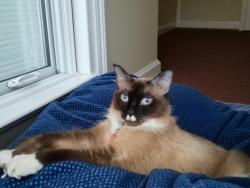 Lost Male Cat last seen Near Espejo St NE , Albuquerque, NM 87112