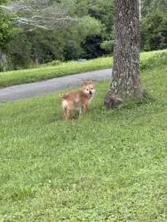Reunited Male Dog last seen Alpine baptist, Red Bank, TN 37415