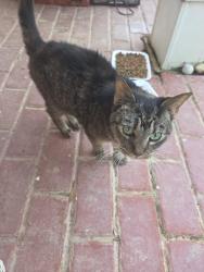 Found/Stray Unknown Cat last seen Mapledale area, Woodbridge, VA 22193