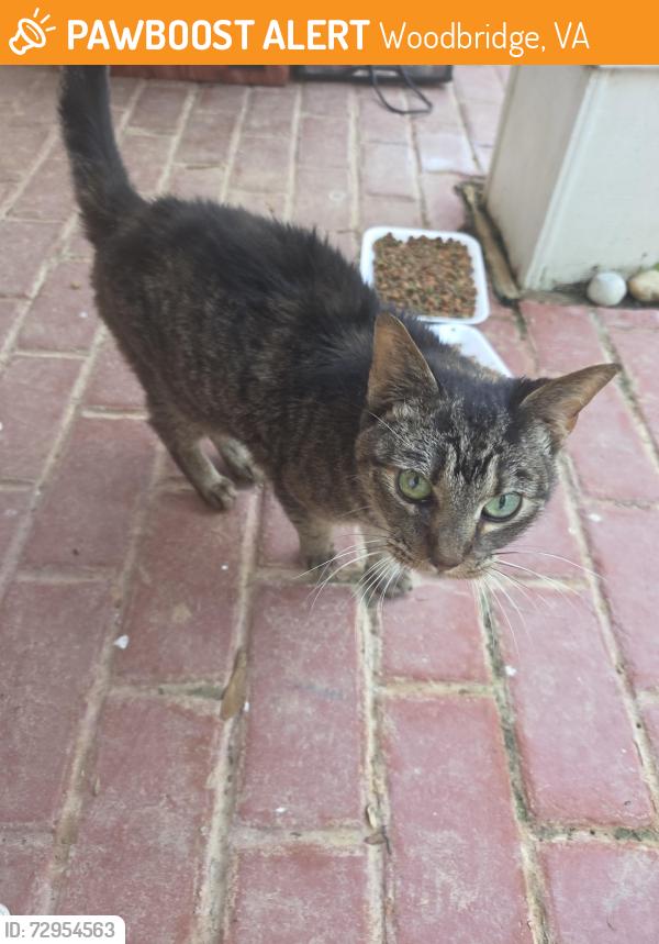 Found/Stray Unknown Cat last seen Mapledale area, Woodbridge, VA 22193