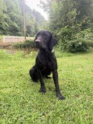 Found/Stray Female Dog last seen Hwy 78, Temple, GA 30179