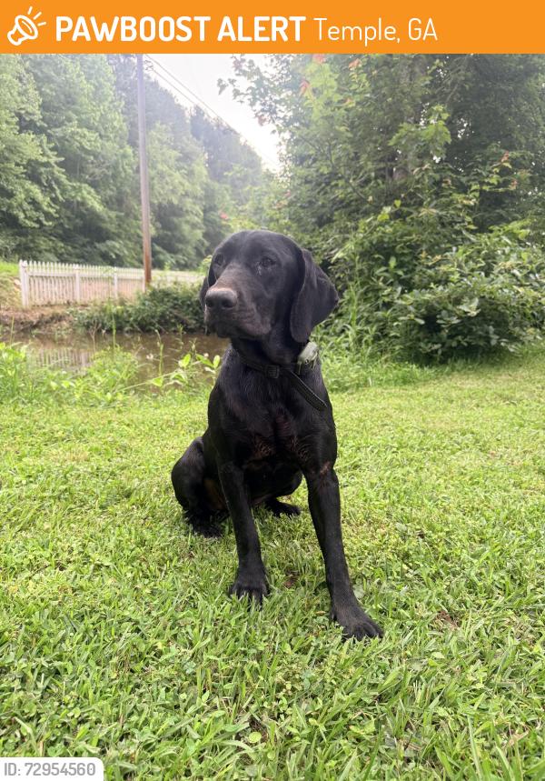 Found/Stray Female Dog last seen Hwy 78, Temple, GA 30179