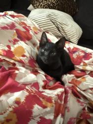 Found/Stray Female Cat last seen Brooks on 1166 apmts , Spring Lake, NC 28390