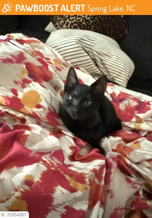 Found/Stray Female Cat last seen Brooks on 1166 apmts , Spring Lake, NC 28390