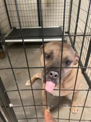 Shelter Stray Female Dog last seen DELLWOOD.63135, Olivette, MO 63132