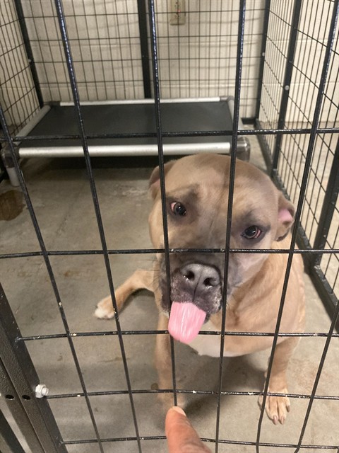 Shelter Stray Female Dog last seen DELLWOOD.63135, Olivette, MO 63132