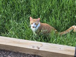 Lost Male Cat last seen Huntsman / Hausman, San Antonio, TX 78249