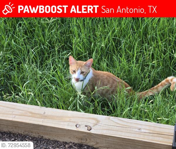 Lost Male Cat last seen Huntsman / Hausman, San Antonio, TX 78249