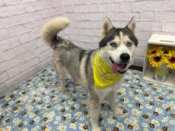 Shelter Stray Male Dog last seen Near BLOCK WAGNER ST, DETROIT, MI 48210, Detroit, MI 48211