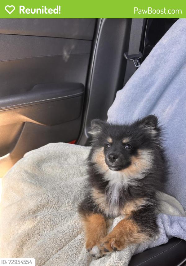 Reunited Male Dog last seen Near Kelty Ct, Sacramento, CA 95828, USA, Sacramento, CA 95828