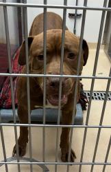 Shelter Stray Male Dog last seen Near BLOCK WOODROW, Olivette, MO 63132