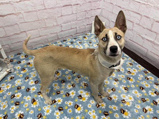 Shelter Stray Male Dog last seen Near BLOCK CANIFF ST, DETROIT MI 48211, Detroit, MI 48211