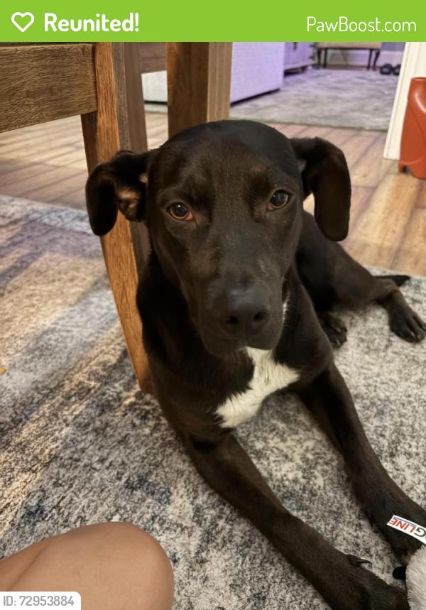 Reunited Female Dog last seen Near Haltwhistle St, Wake Forest, NC 27587