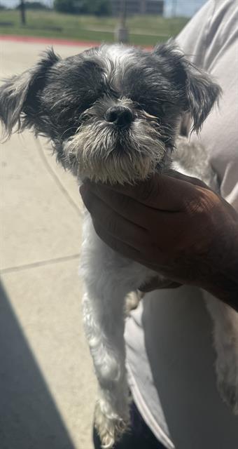 Shelter Stray Male Dog last seen Near BLOCK N IH 35, San Antonio, TX 78227