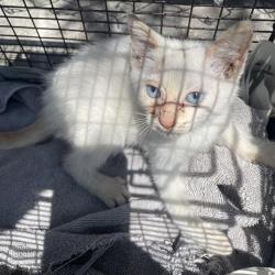 Shelter Stray Female Cat last seen Near BLOCK OF ROMERO ST, San Antonio, TX 78227