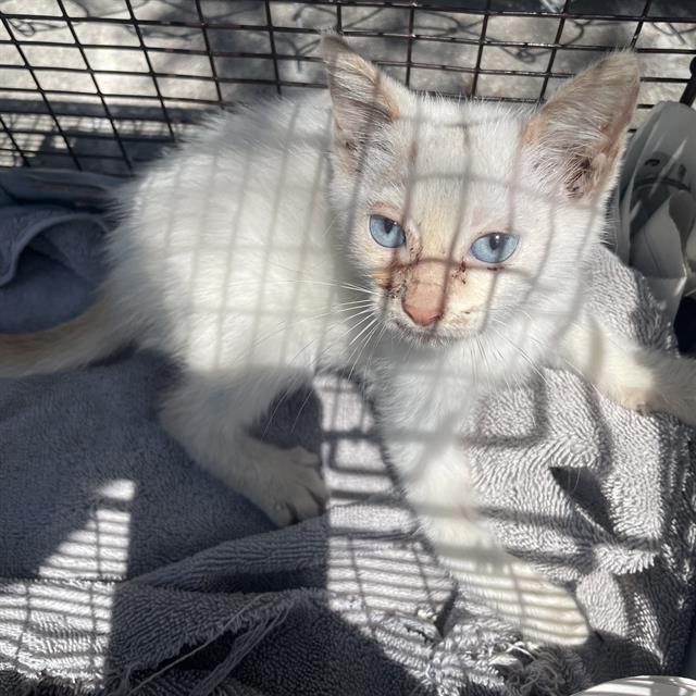 Shelter Stray Female Cat last seen Near BLOCK OF ROMERO ST, San Antonio, TX 78227