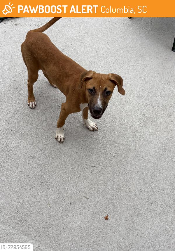 Found/Stray Female Dog last seen Nunamaker/Chandler Dr, Columbia, SC 29210