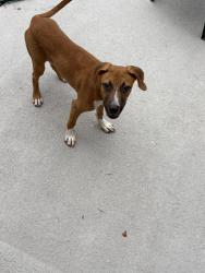 Found/Stray Female Dog last seen Nunamaker/Chandler Dr, Columbia, SC 29210
