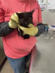 Shelter Stray Male Cat last seen Near BLOCK TOWERY, Shelby, NC 28150