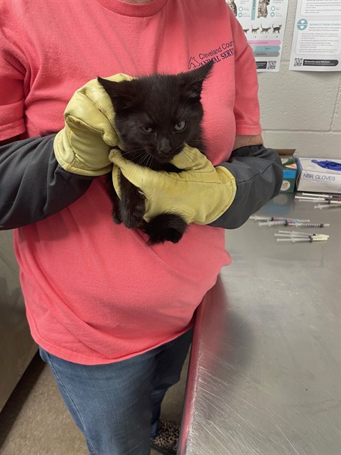Shelter Stray Male Cat last seen Near BLOCK TOWERY, Shelby, NC 28150
