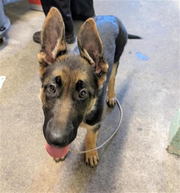 Shelter Stray Female Dog last seen FREEPORT BLVD & FLORIN RD, Sacramento, CA 95818