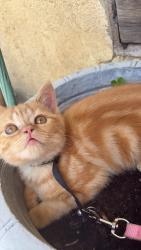 Lost Male Cat last seen Near W 65th St, Los Angeles, CA 90047