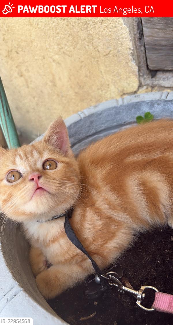 Lost Male Cat last seen Near W 65th St, Los Angeles, CA 90047