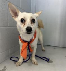 Shelter Stray Male Dog last seen C ST & 28TH ST, Sacramento, CA 95818