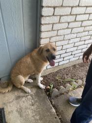 Found/Stray Unknown Dog last seen Found in Sherri Capeheart Nature Reserve, Arlington, TX 76016