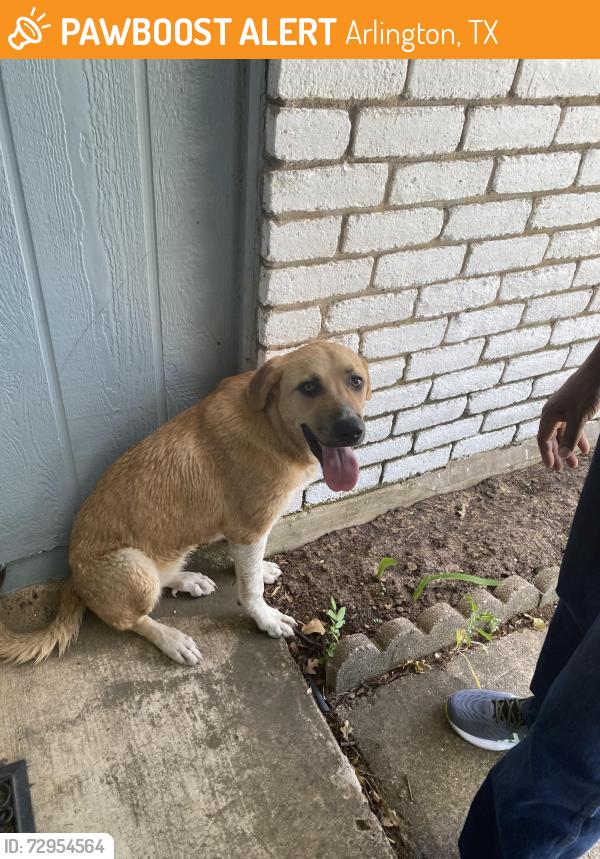 Found/Stray Unknown Dog last seen Found in Sherri Capeheart Nature Reserve, Arlington, TX 76016