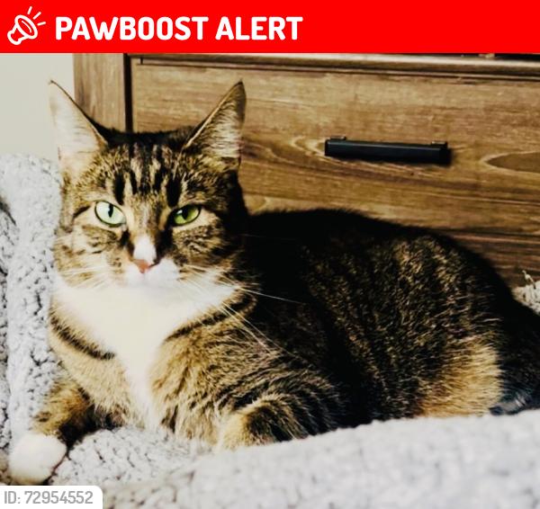 Lost Female Cat last seen Buckner Road/ Loudenslager Dr/ Churchill Dr/ Cashmere Dr, Thompson's Station, TN 37179