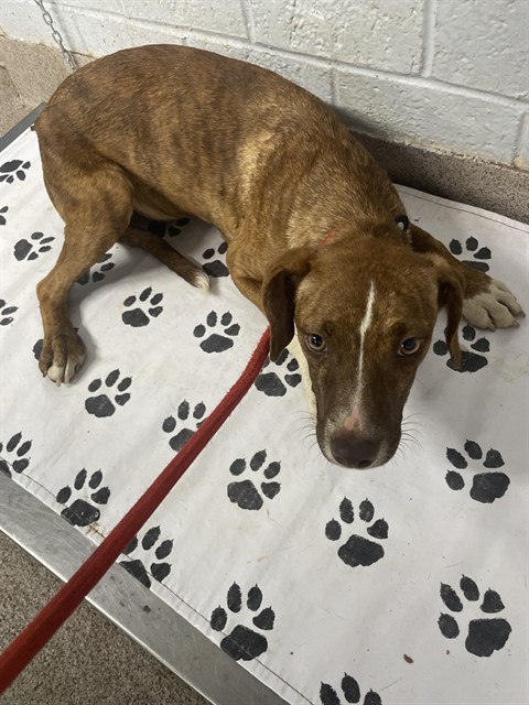 Shelter Stray Female Dog last seen MILLSTONE FARM RD, Shelby, NC 28150