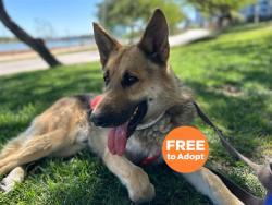 Shelter Stray Male Dog last seen ASH AVE AND BASELINE RD, Phoenix, AZ 85008