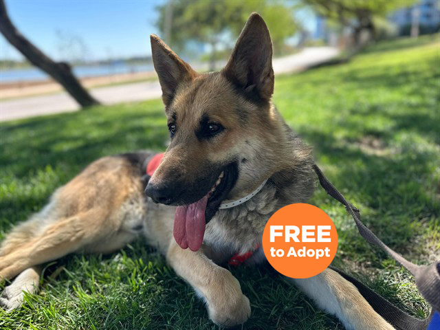 Shelter Stray Male Dog last seen ASH AVE AND BASELINE RD, Phoenix, AZ 85008