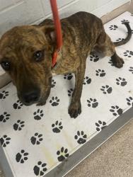 Shelter Stray Male Dog last seen MILLSTONE FARM RD, Shelby, NC 28150