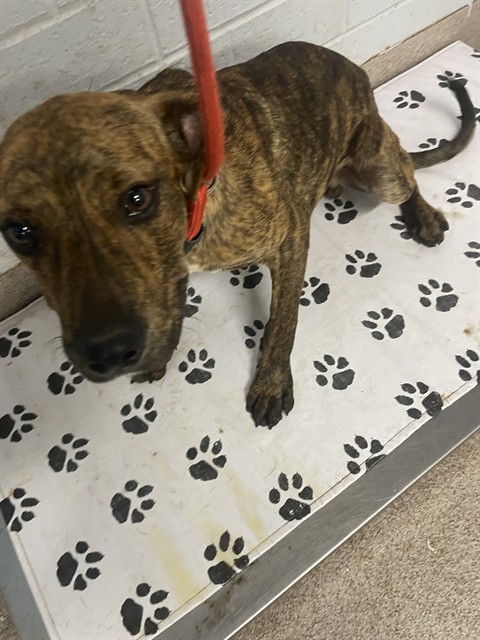 Shelter Stray Male Dog last seen MILLSTONE FARM RD, Shelby, NC 28150