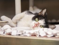 Shelter Stray Female Cat last seen Near BLOCK W SANDRA TER, Phoenix, AZ 85008