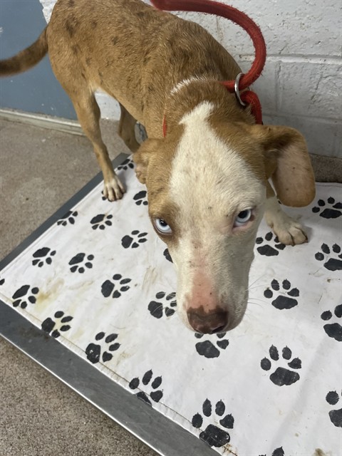 Shelter Stray Female Dog last seen MILLSTONE FARM RD, Shelby, NC 28150