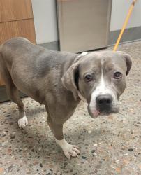 Shelter Stray Female Dog last seen 47TH AVE AND GLENDALE, Phoenix, AZ 85008