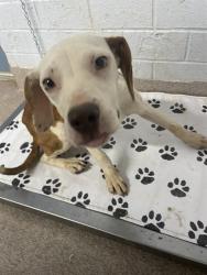 Shelter Stray Female Dog last seen MILLSTONE FARM RD, Shelby, NC 28150