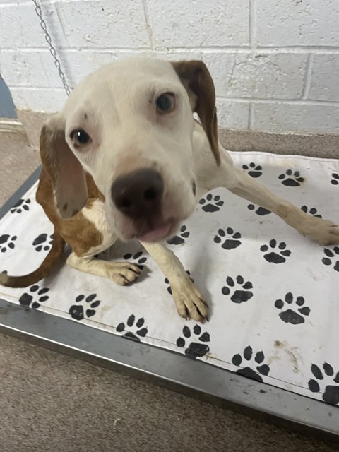 Shelter Stray Female Dog last seen MILLSTONE FARM RD, Shelby, NC 28150
