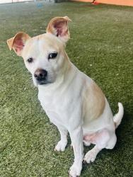 Shelter Stray Male Dog last seen Near BLOCK NE 6TH AVE, Doral, FL 33122