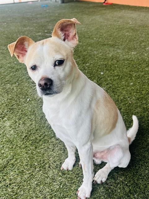 Shelter Stray Male Dog last seen Near BLOCK NE 6TH AVE, Doral, FL 33122